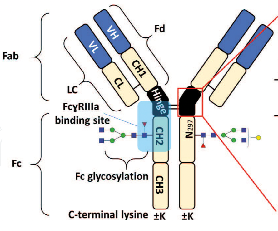 Analytical Characterization of Monoclonal Antibodies with Novel Fc Receptor-Based Chromatography Technique