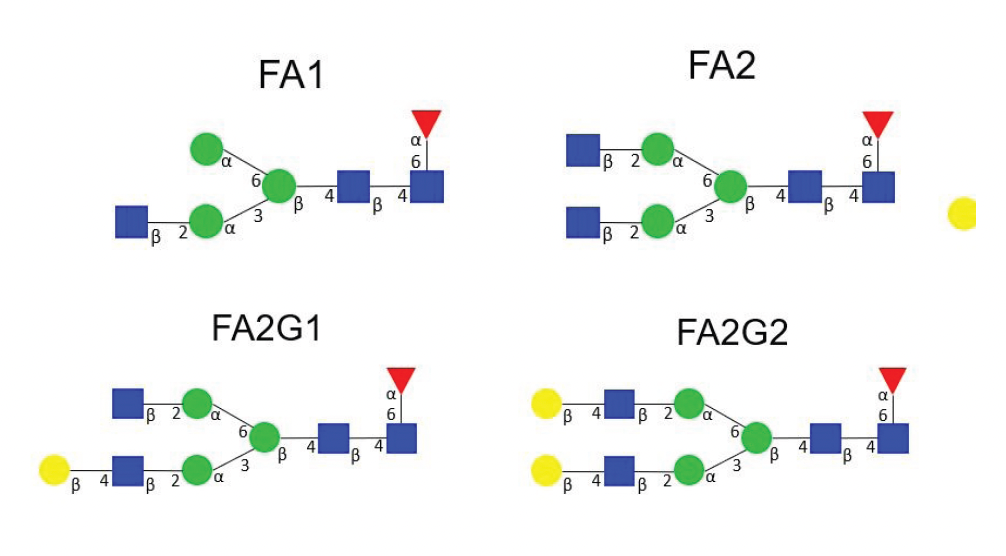 FCR AFFINITY CHROMATOGRAPHY - A NEW APPROACH TO ASSESS GLYCAN PROFILES DURING CELL LINE SCREENING AND UPSTREAM DEVELOPMENT